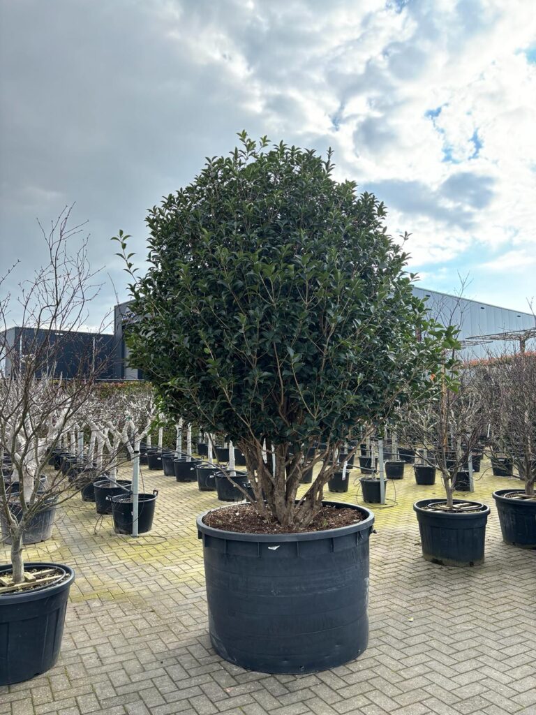 Meerstammige Bomen Winterharde Olijfbomen Palmbomen En Vijgenbomen