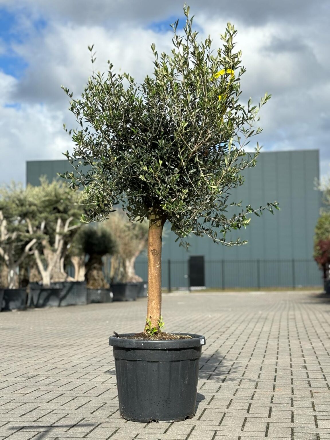 Olijfbomen Winterharde Olijfbomen Palmbomen En Vijgenbomen Mediterranova